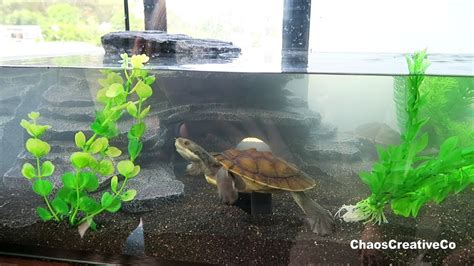 Turtle Tank Set Up - Releasing the Turtles into the tank - Pet Turtles swimming in Fish Tank ...