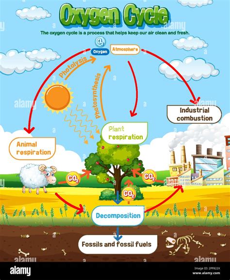 Oxygen Cycle Diagram for Science Education illustration Stock Vector ...