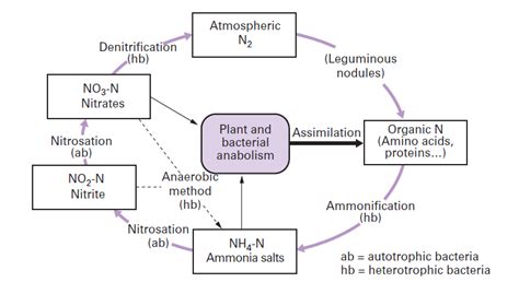 Nitrogen Cycle Diagram And Explanation