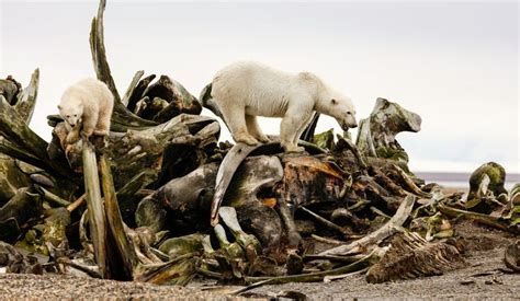 The Upside of Rotting Carcasses | Wildlife nature, Animals, Large animals