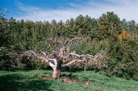 Pumpkin Tree stock photo. Image of fall, blue, green - 270082986