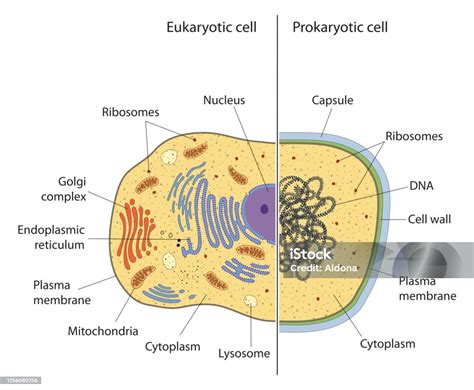 Prokaryotic And Eukaryotic Cells Stock Illustration - Download Image Now - Eukaryotic Cell ...