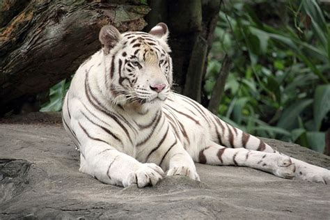 Free photo: Bengal Tiger, White Tiger, Animal - Free Image on Pixabay ...