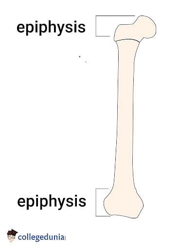 Epiphysis: Types, Structure, Bones & Diaphysis