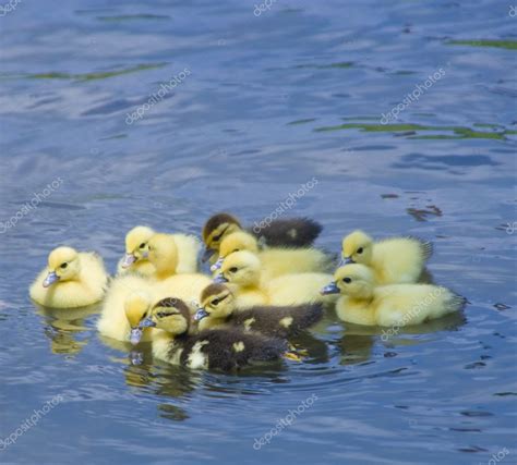 Group of baby ducks swimming in a pond — Stock Photo © Tissiana #2330917