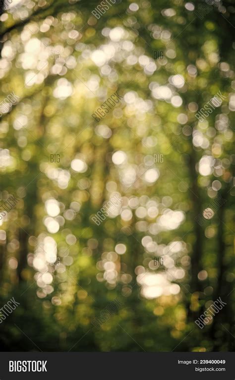 Bokeh Forest Backdrop Image & Photo (Free Trial) | Bigstock