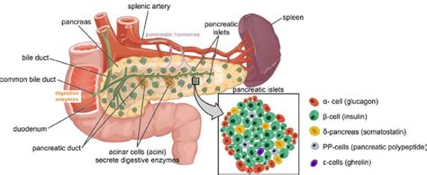 4: Overview of pancreas localization and anatomy. The pancreas is... | Download Scientific Diagram