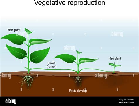 Vegetative Fortpflanzung. Pflanzenvermehrung oder vegetative Vermehrung ...