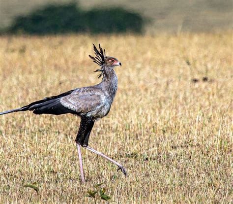 Update more than 71 secretary bird tattoo - in.cdgdbentre