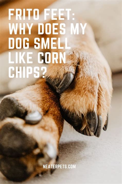 Frito Feet: Why Does My Dog Smell Like Corn Chips? | Dog smells, Dog paw pads, Dog paw care