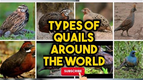 Types of Quails Around the World - YouTube