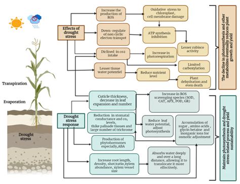 Water | Free Full-Text | Plant Growth-Promoting Rhizobacteria (PGPR): A Rampart against the ...