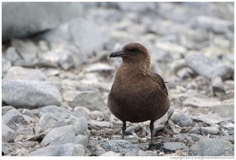 Brown skua. (Photo ID 16180-cuvervil)