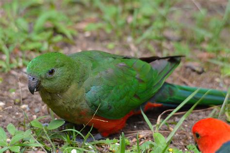 Australian King Parrot | Animais