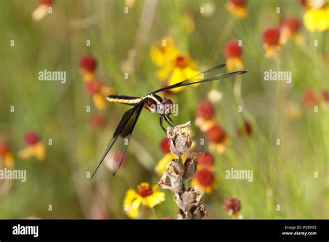 Female Widow Skimmer (Libellula luctuosa) in the Wichita Mountains Stock Photo - Alamy