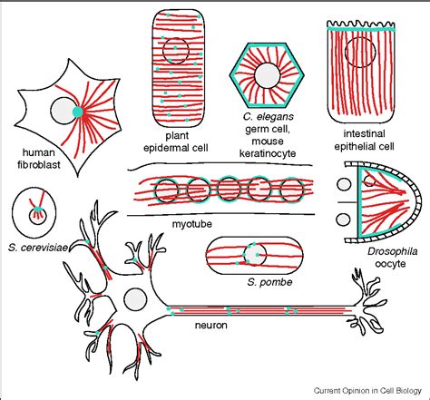 Figure 2 from Microtubule-organizing centers: from the centrosome to non-centrosomal sites ...