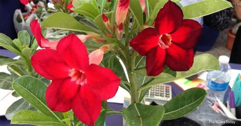 Caring For Desert Rose Plants Outside: Grow Adenium Outdoors