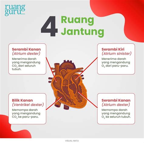 Nana Biologi: ORGAN PEREDARAN DARAH MANUASIA