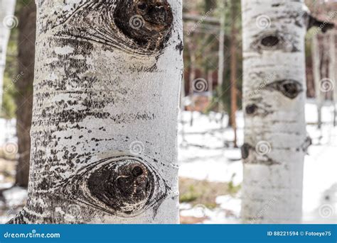 Aspen tree bark texture stock photo. Image of nature - 88221594