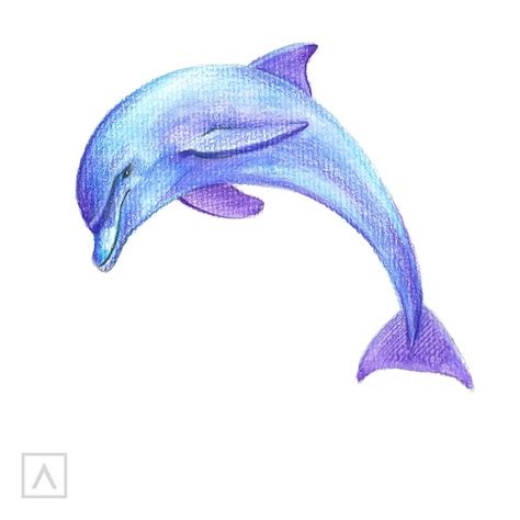 How to Draw a Dolphin in 6 Steps | ARTEZA