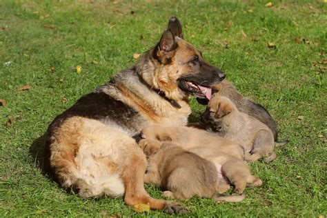 German Shepherd Pregnancy Length, Stages, Signs & Care Tips