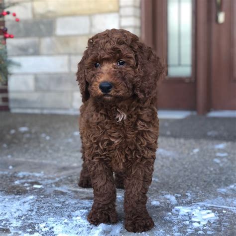 F1B Goldendoodle Puppies for Sale – Twin Lakes Puppies