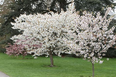 Trees and Plants: White Cherry Blossoms Trees