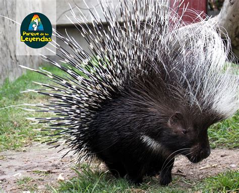 Puerco espín africano. Es un animal nocturno, es conocido por sus largas púas blancas y negras ...