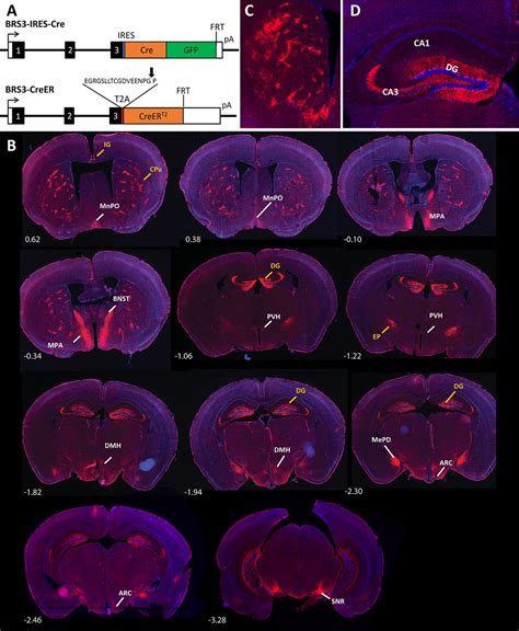 Cre Recombinase Driver Mice Reveal Lineage-Dependent and -Independent Expression of Brs3 in the ...