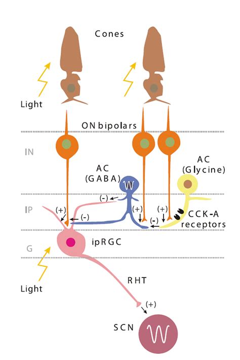 Cholecystokinin‐A receptors regulate photic input pathways to the circadian clock - Shimazoe ...