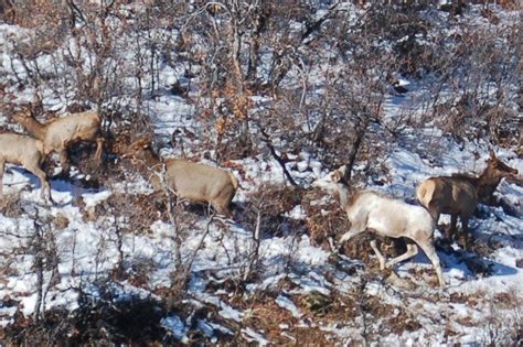 A rare piebald cow elk is spotted in Colorado by a wildlife biologist: See pictures