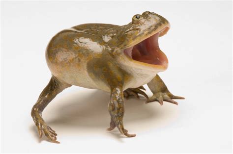 ANI071-00339 - Joel Sartore