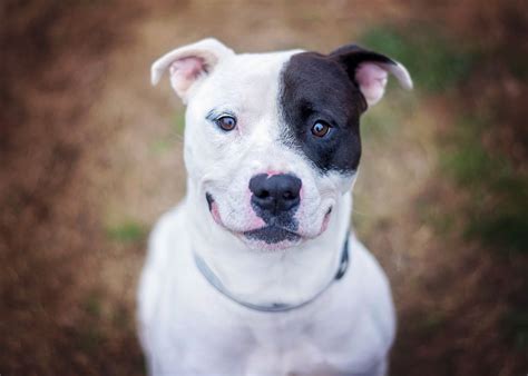 What You MUST Know Before Getting a Pit Bull Terrier Mix as a Pet - DogAppy