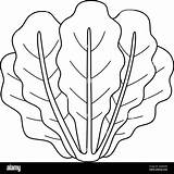 Romaine Lettuce Vegetable Isolated Coloring Page Stock Vector Image  sketch template