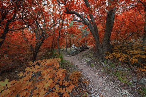 Guadalupe Mountains Fall Color 1 Photograph by Rob Greebon - Fine Art ...