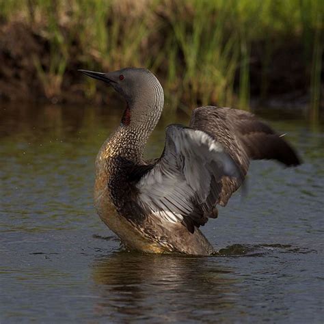 Red-throated Loon - Gavia stellata | Wildlife Journal Junior