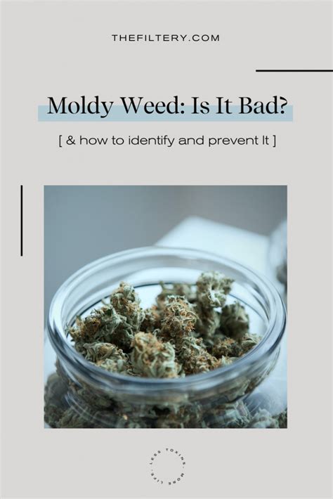 Moldy Weed: Is It Bad? (& How to Prevent It)