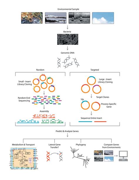 Steps involved in a metagenomics. | Download Scientific Diagram