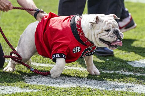 Uga XI, a puppy named Boom, was introduced at the Georgia spring game