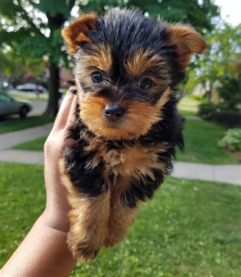 Yorkshire Terrier Puppies For Sale | Missouri Avenue, Dranesville, VA #219886