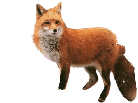 [Best 51+] Fox PNG » Hd Transparent Background in 2024 | Fox, Png, Animals