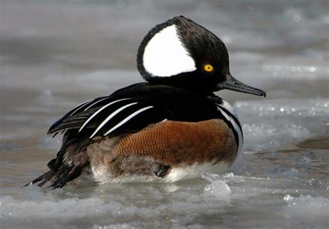 Hooded Merganser Facts, Habitat, Diet, Life Cycle, Baby, Pictures