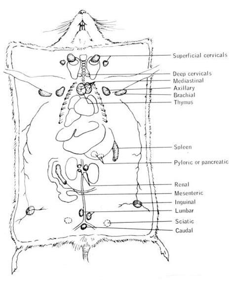 Mouse Anatomy - Anatomical Charts & Posters