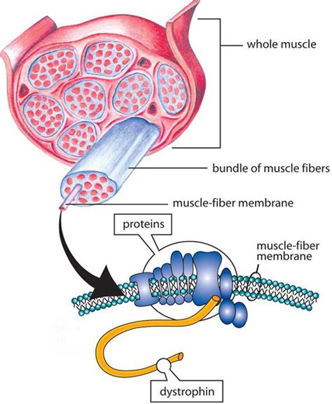 proteins' role | Neurología, Ilustración médica, Pediatría