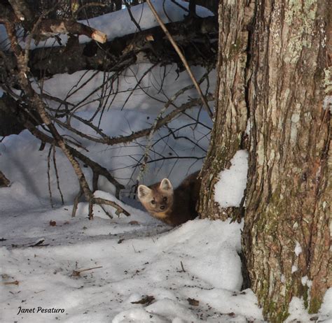 American Marten Habitat and Den Sites - Winterberry Wildlife