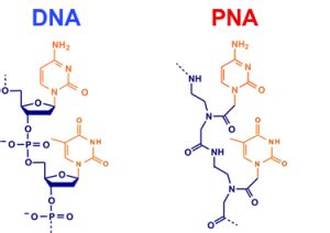 The application of Peptide nucleic acids (PNAs) - Creative Peptides Blog