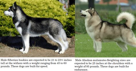 Whats The Difference Between A Husky And A Malamute