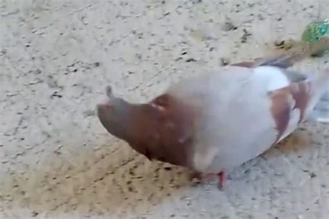 WATCH: Highly Infectious Disease Leaves Pigeons With Twisted Necks ...