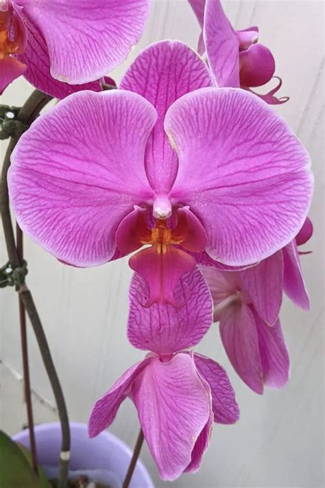 Orchid Care Made Easy - The Real Gardener