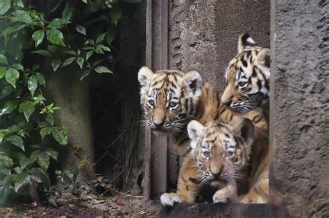 4 Siberian tiger cubs make public debut at Hamburg zoo | AM 1440 KYCR ...